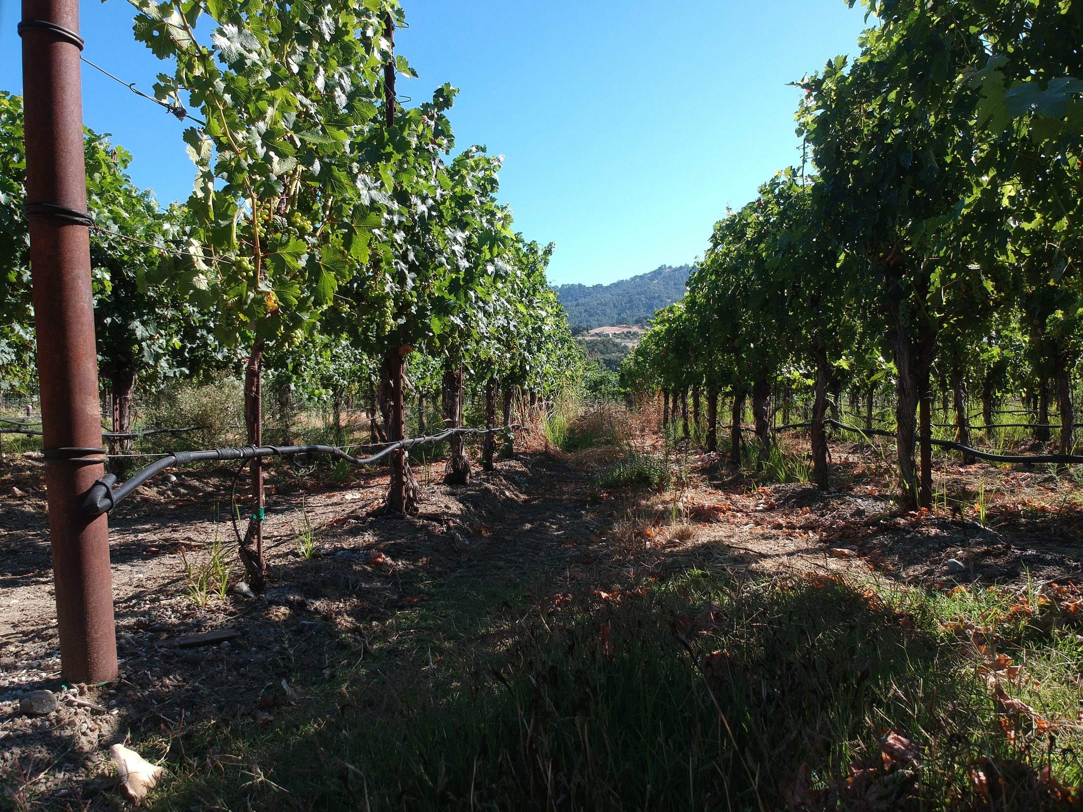 Sunlit grapevine row at Montrose Vineyards