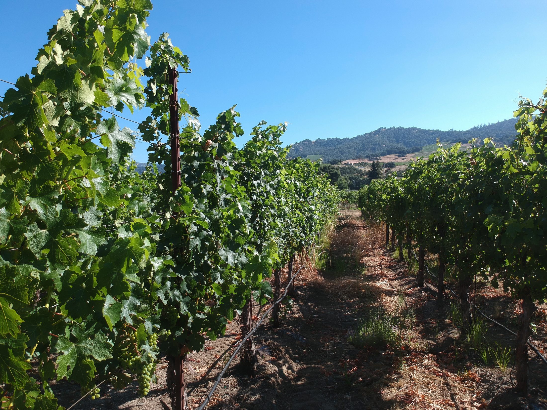 Looking down a row of grapevines at Montrose Vineyards