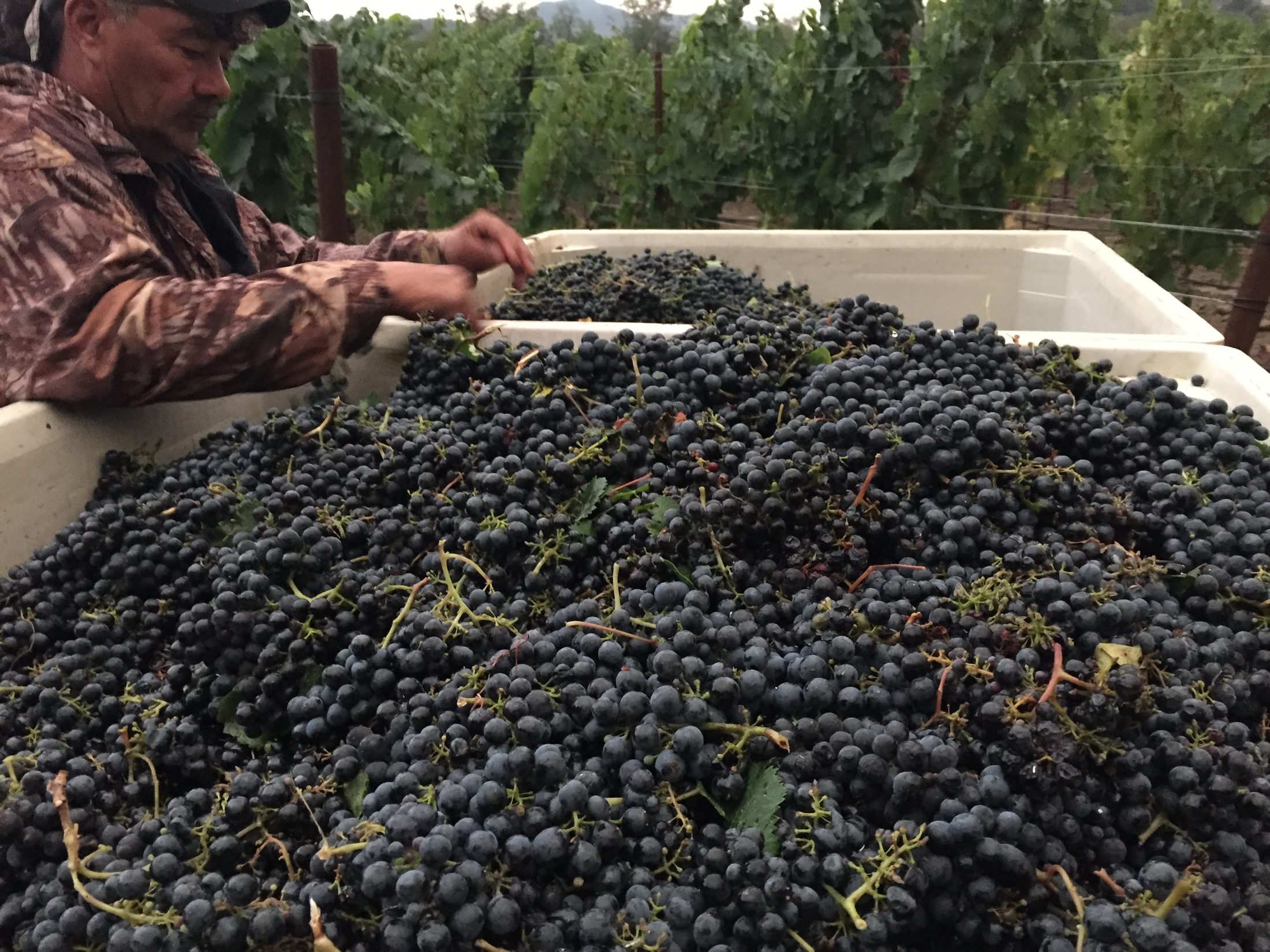 Freshly harvested Cabernet Sauvignon grapes